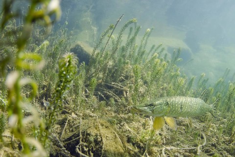 Pike