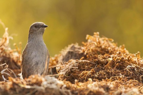 Dunnock