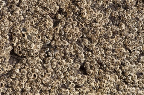 Acorn Barnacle