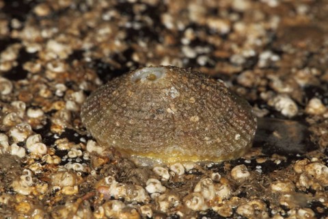 Keyhole snail