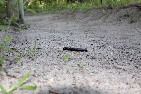Millipedes