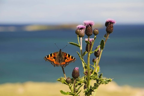 Small Tortoiseshell