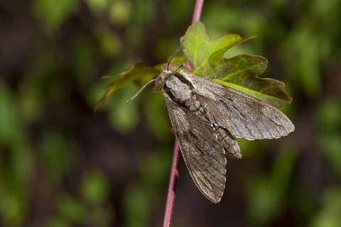 Pine hawk-moth