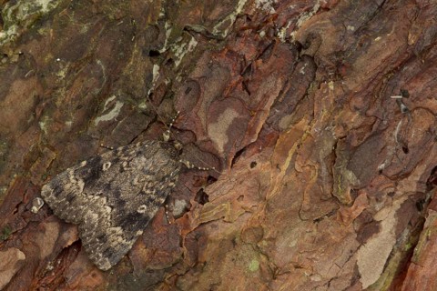 Red Underwing