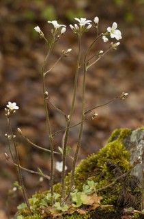Meadow Saxifrage