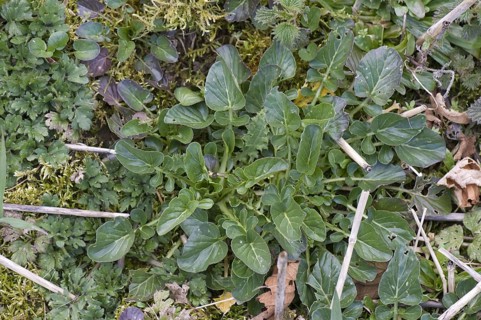 Wintercress