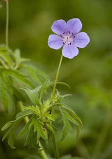 Meadow cranesbill