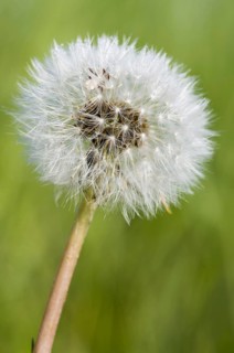 Common Dandelion