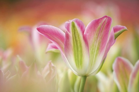 Tulip