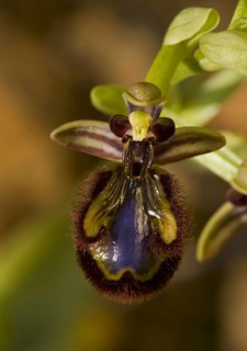 Mirror orchid
