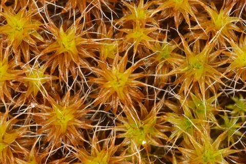 Golden Dune syntrichia ruralis