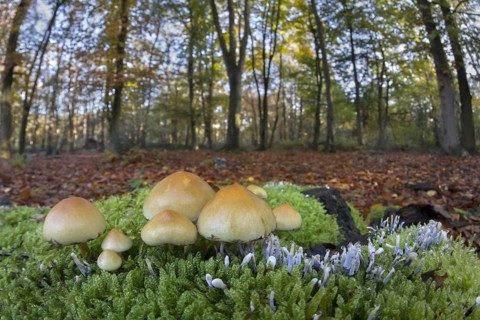 Sulphur Tuft