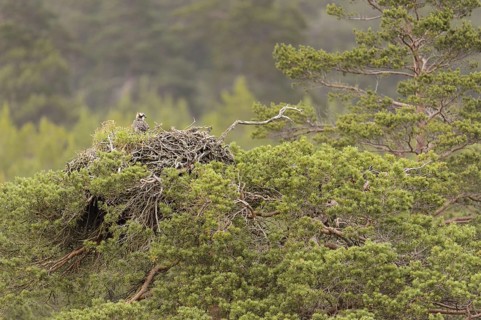 Osprey