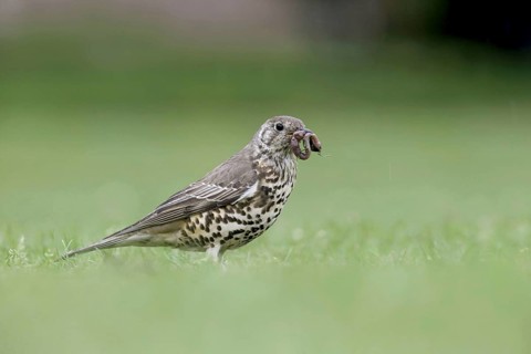 Mistle Thrush