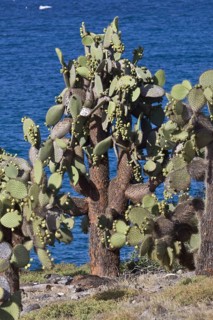 (Opuntia) echios var. echios on Plaza island, Galapagos