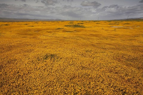 View of grassland habitat with Goldfields