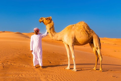 Camel