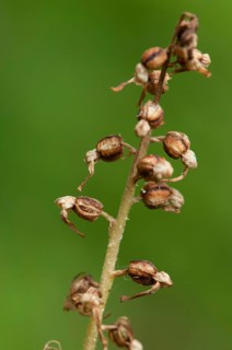(Listera ovata)