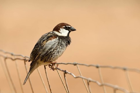 Willow Sparrow