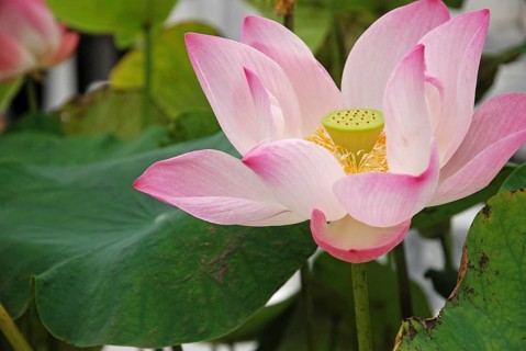 Indian lotus