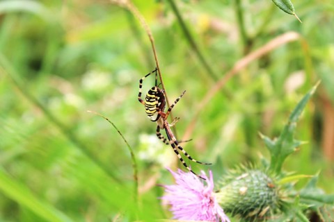 Wasp spider
