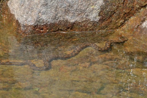 Dice snake