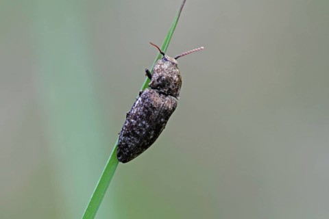 Click beetle