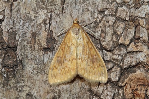 Corn worm