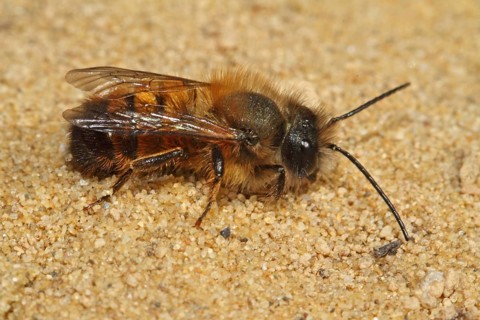 Red mason bee