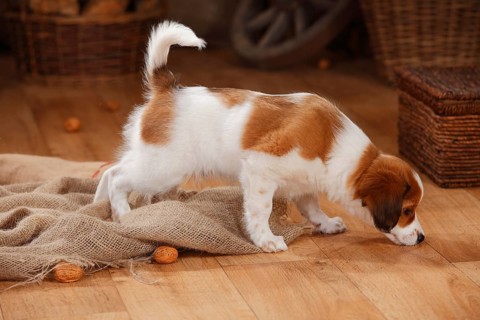 Kooikerhondje