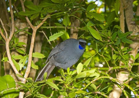 North Island Kokako