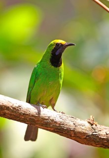 Golden-fronted Leafbird