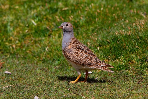 Grey-breasted Seedsnipe
