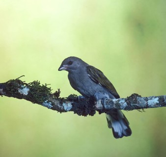 Thick billed honey indicator