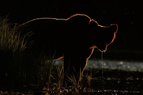 Grizzly Bear