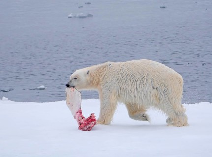 Polar Bear