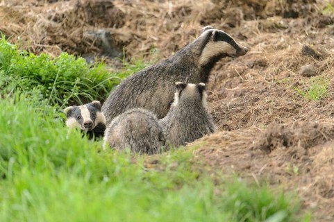 Eurasian Badger