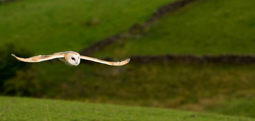 Barn Owl