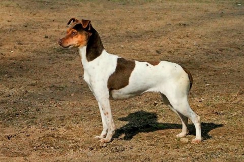 Domestic Dog