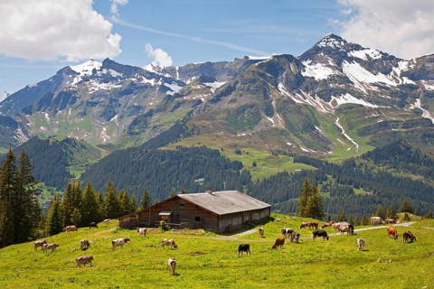 Domestic cattle