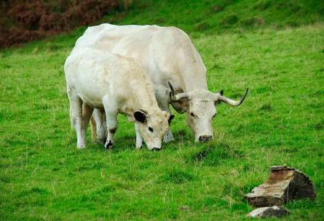 Domestic Cattle