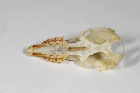 Common shrew