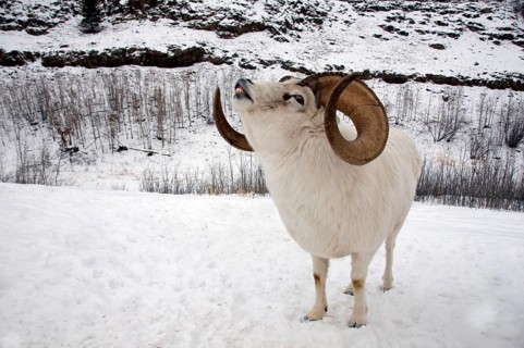Dall dall sheep