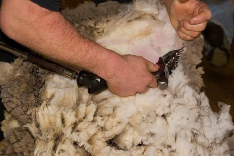 Shearing Carradal sheep for their fleece