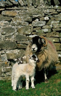 Domestic Sheep