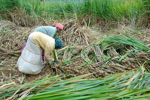 Sugar cane