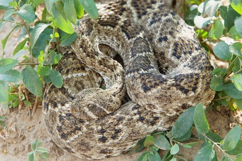 Western Diamondback Rattlesnake