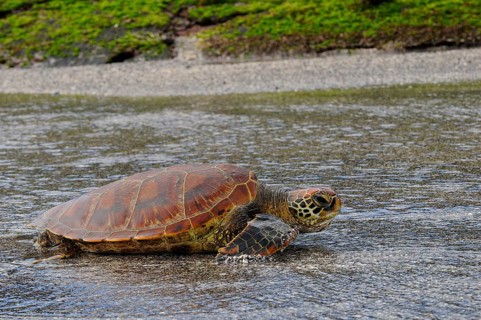 Green Turtle