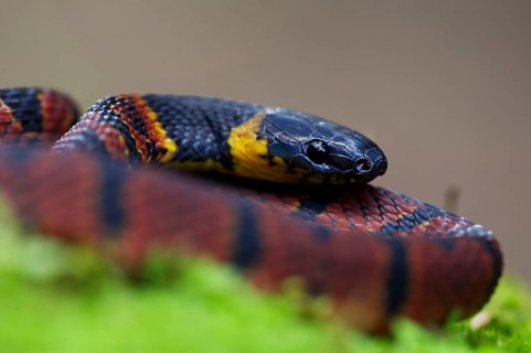 Red Coffee Snake