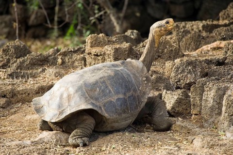 Galapagos giant tortoise